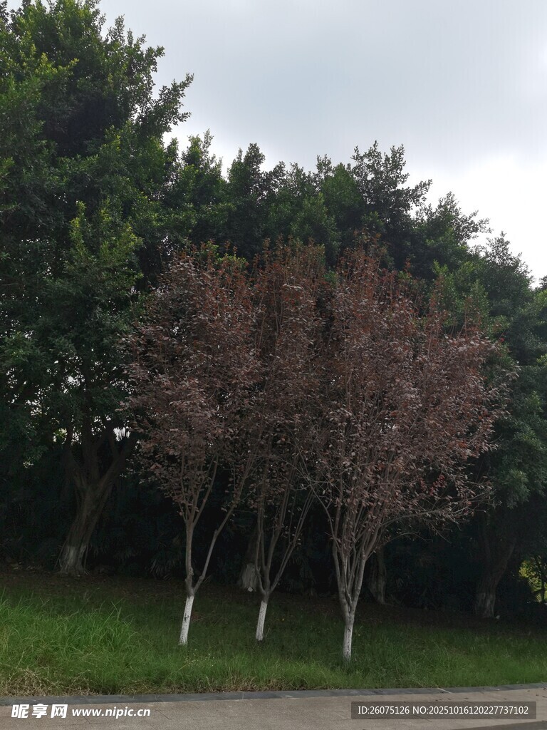 路边树木枝叶色彩独特
