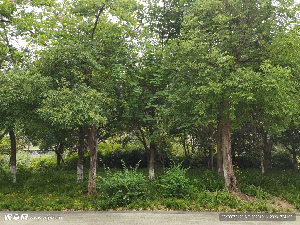 绿意盎然的林间景致