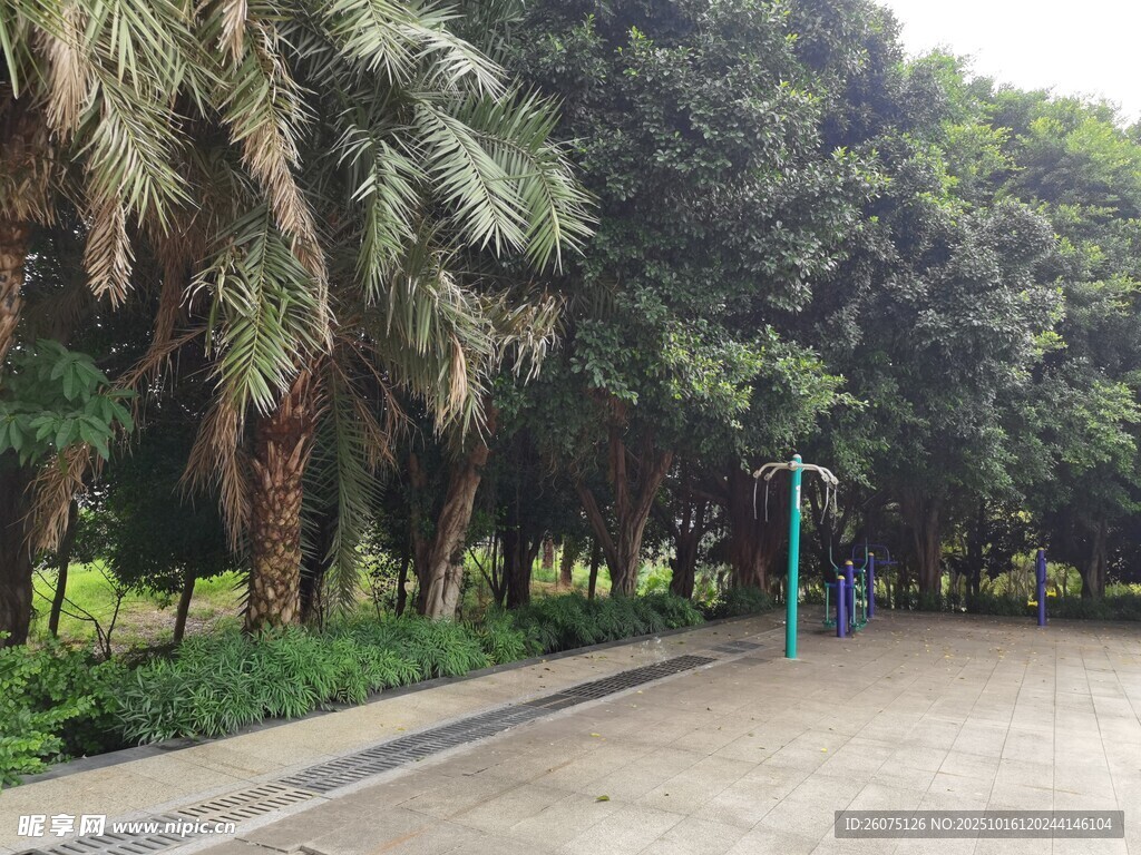 公园林荫小道景观