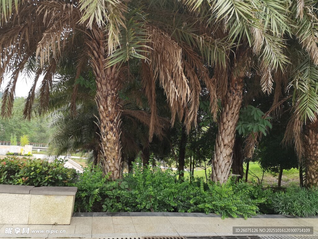 棕榈树林景观