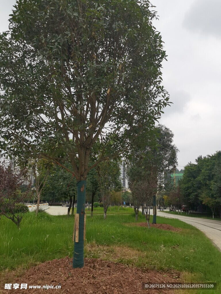 公园中的绿树与蜿蜒小路