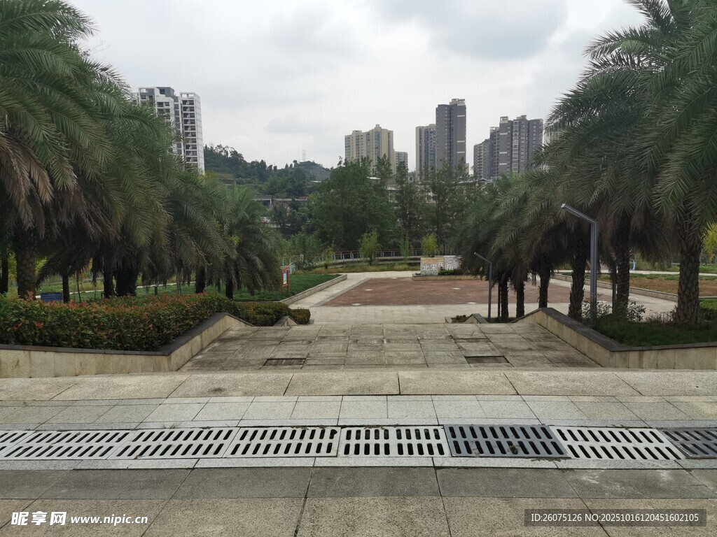 城市公园中的绿植景观
