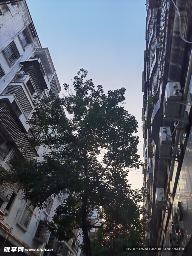 楼间绿树映蓝天