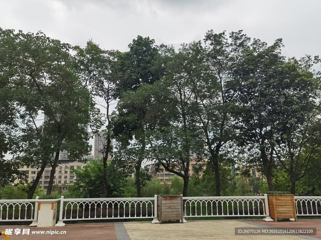 户外绿树围栏景致