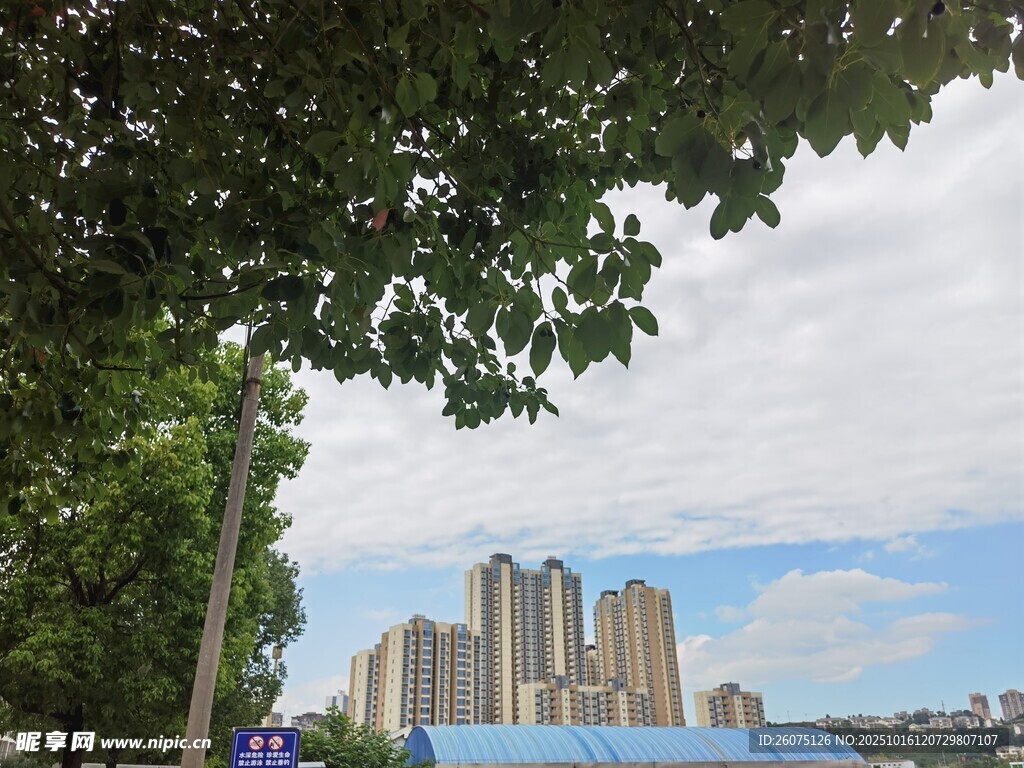 城市绿树间的高楼景致