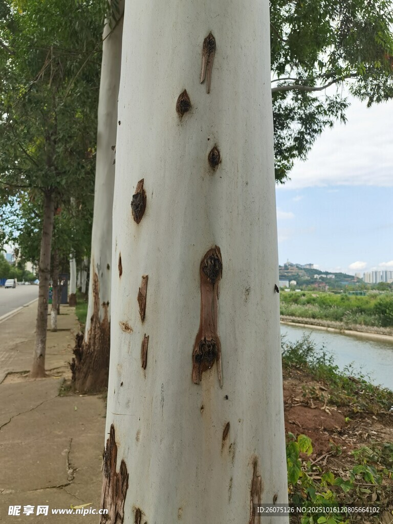 路边白树干与远处风景