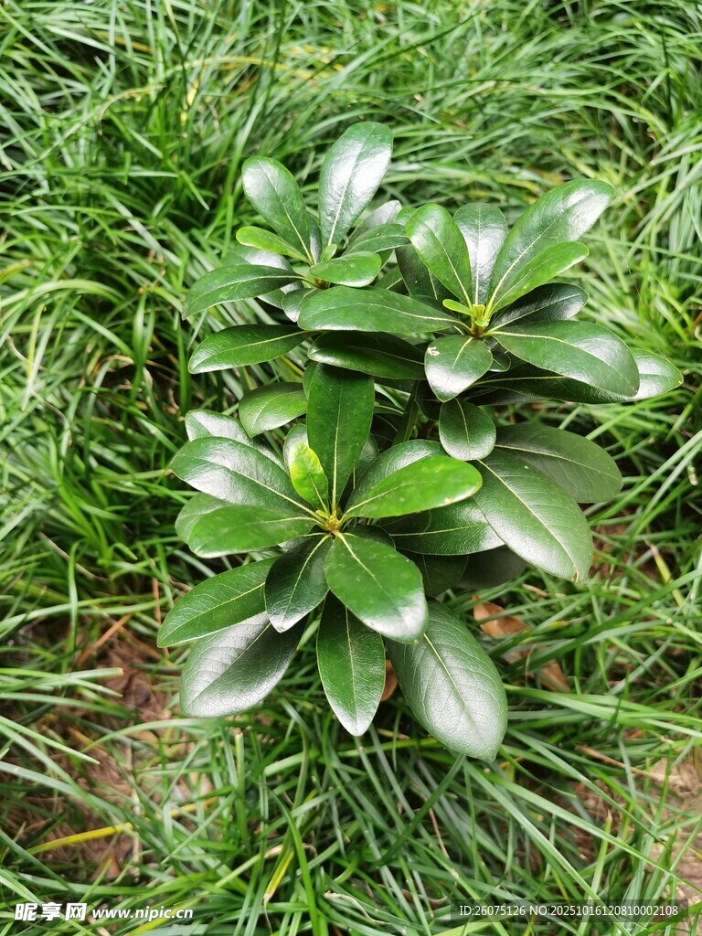 翠绿草坪上的簇生绿植