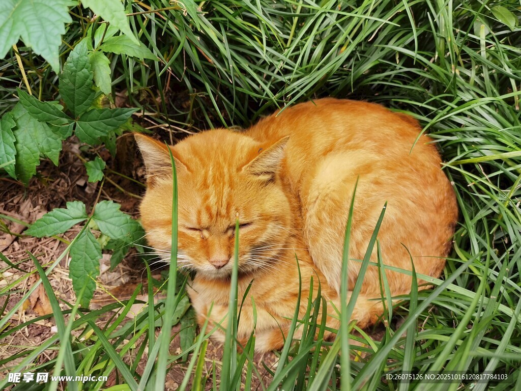 草丛中休憩的橘猫