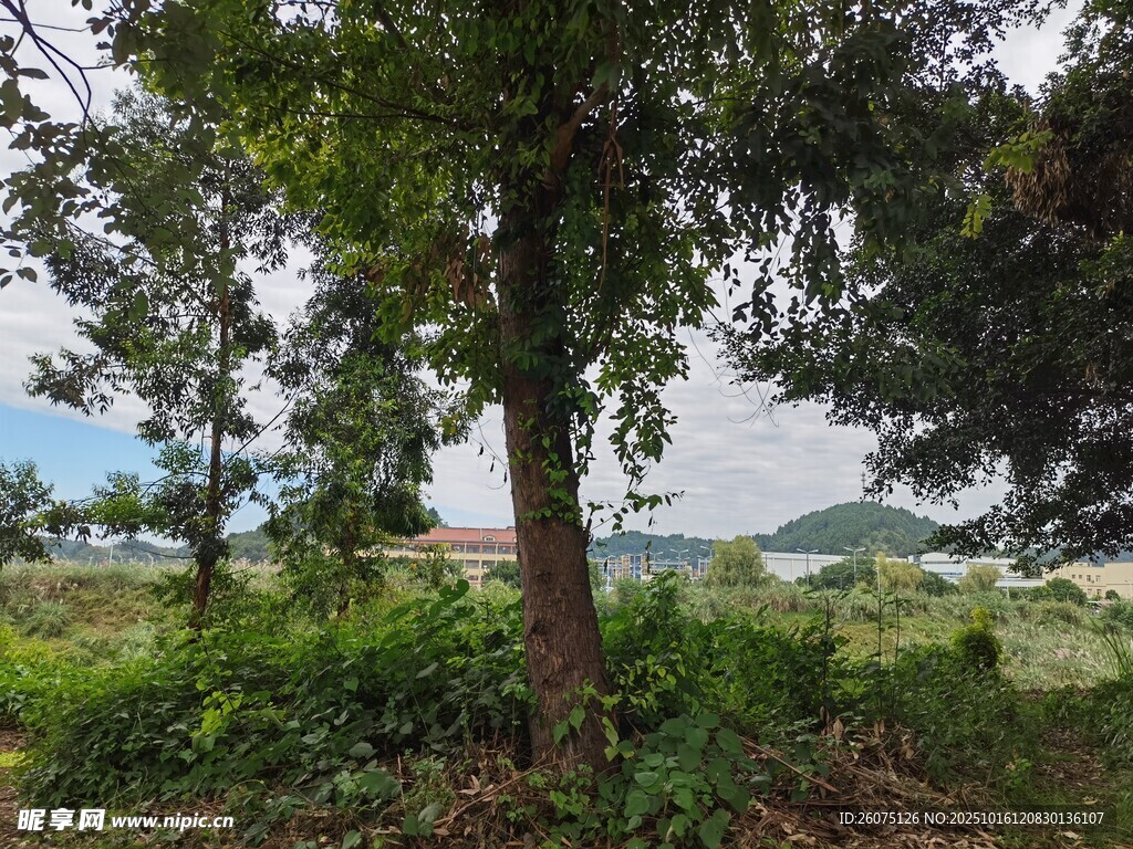 野外绿树与繁茂植被景象