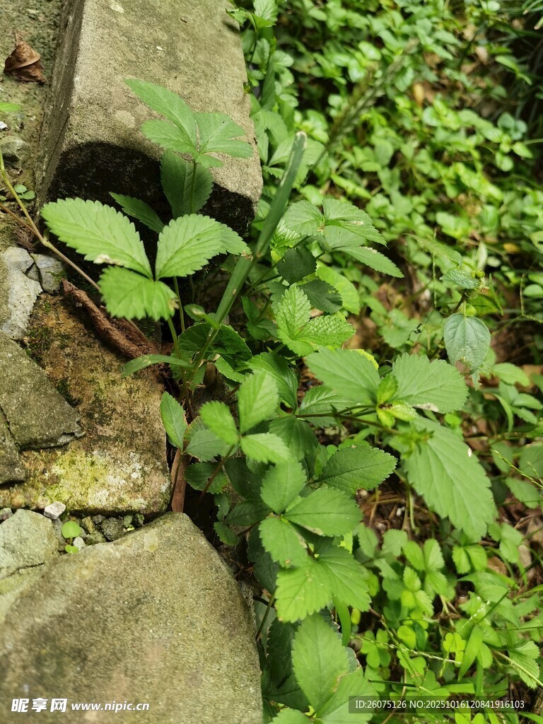 石缝间生长的翠绿植物