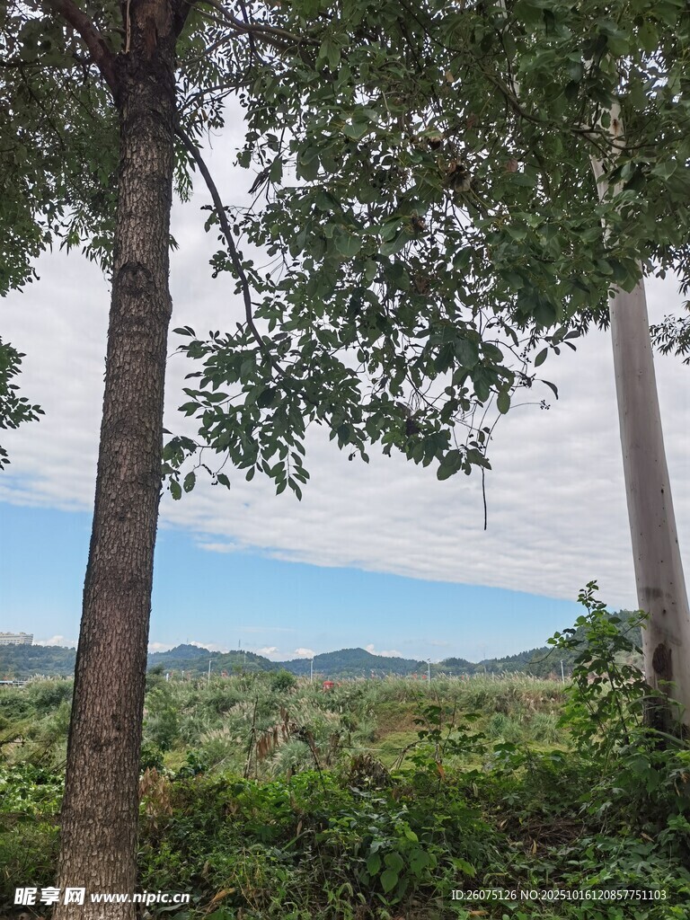 林间绿意远眺蓝天美景