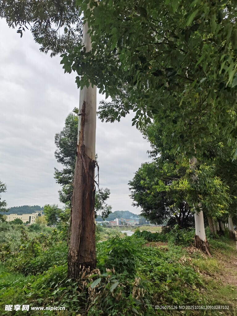 乡村林间电线杆与繁茂植被