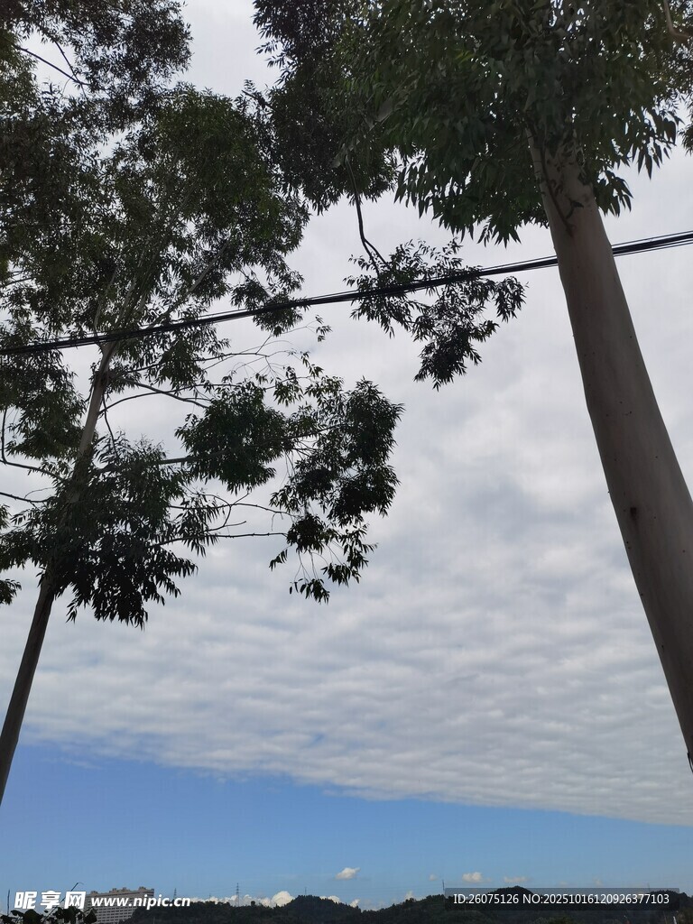蓝天白云下的挺拔树木