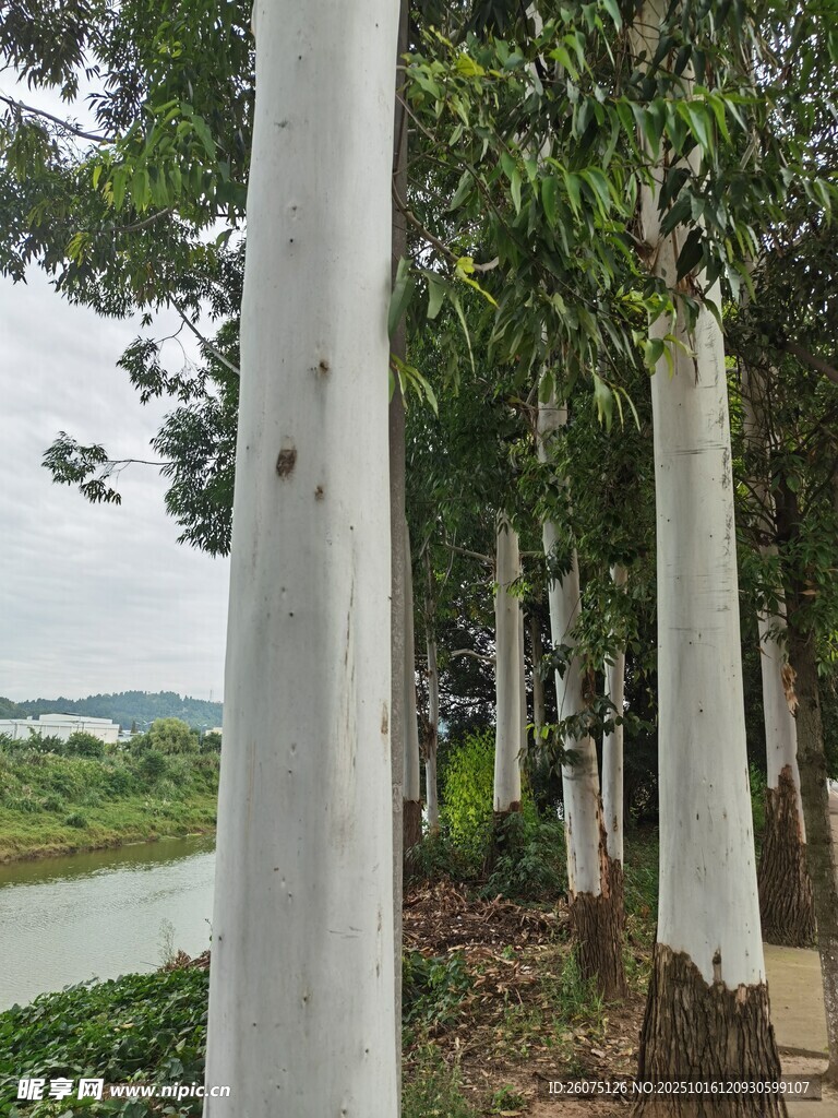 河边整齐排列的高大树木