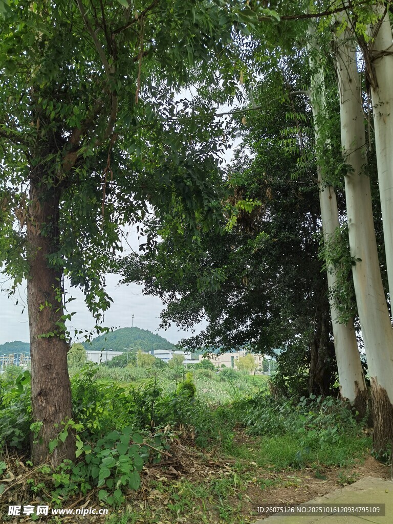 林间小道旁的葱郁树木