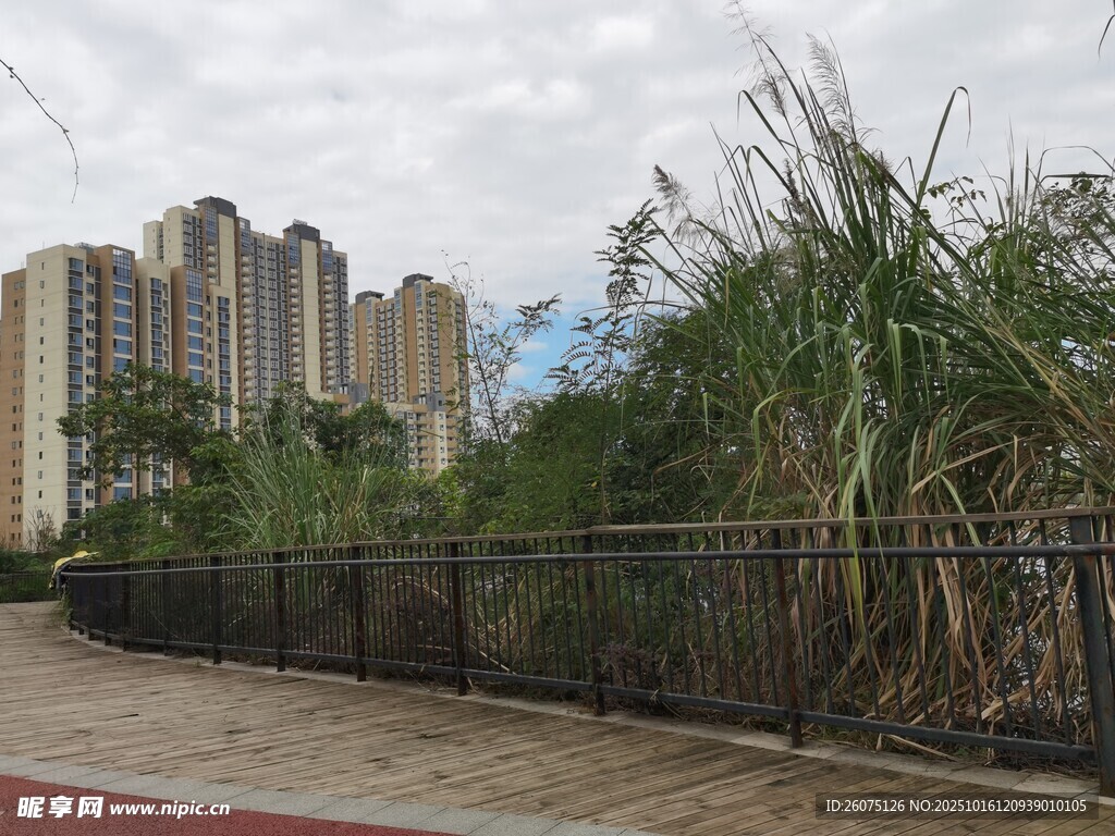 城市旁的绿植景观