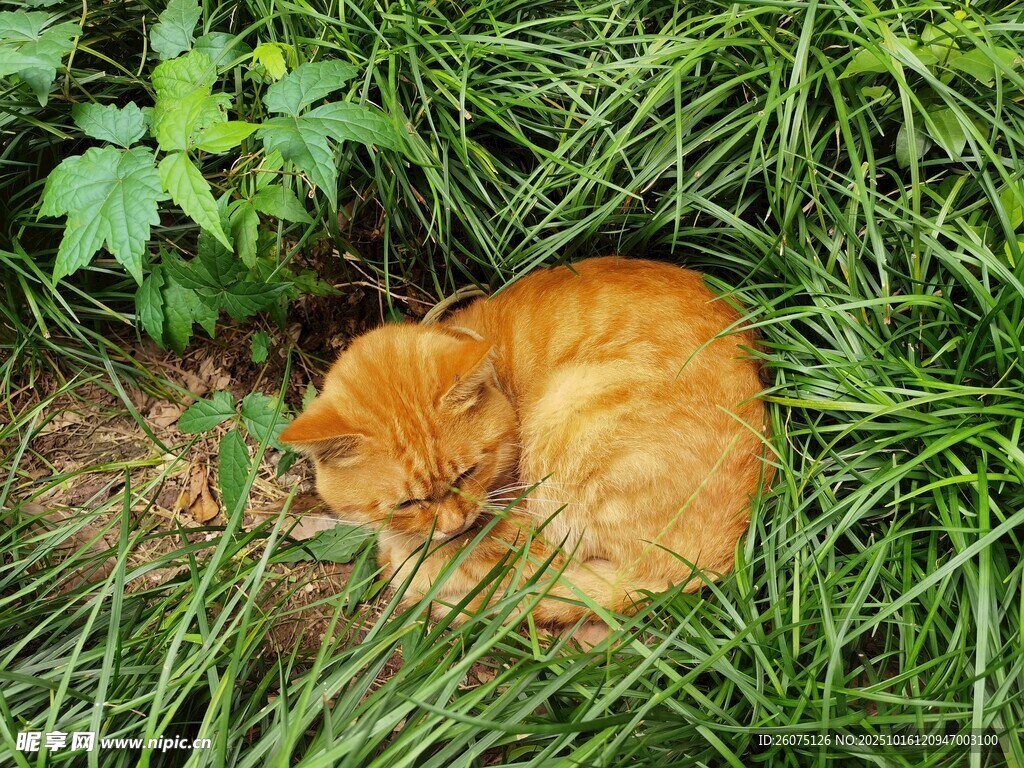 草丛中安睡的橘猫