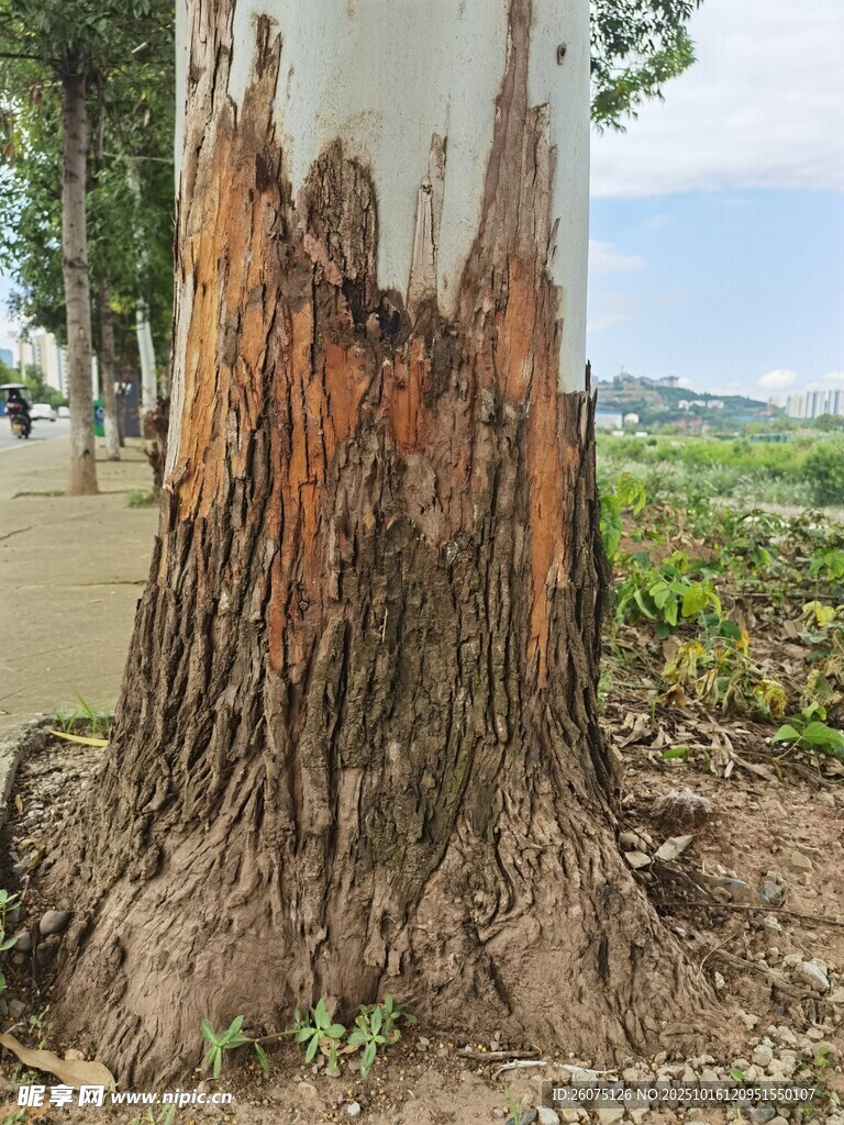 树干遭侵蚀的自然景象