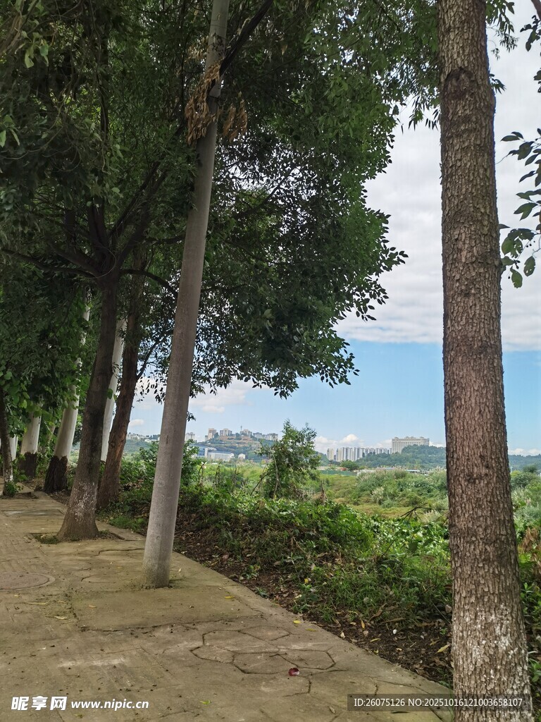 林荫步道眺望远方美景