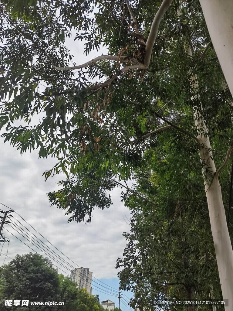 绿树成荫的户外景象