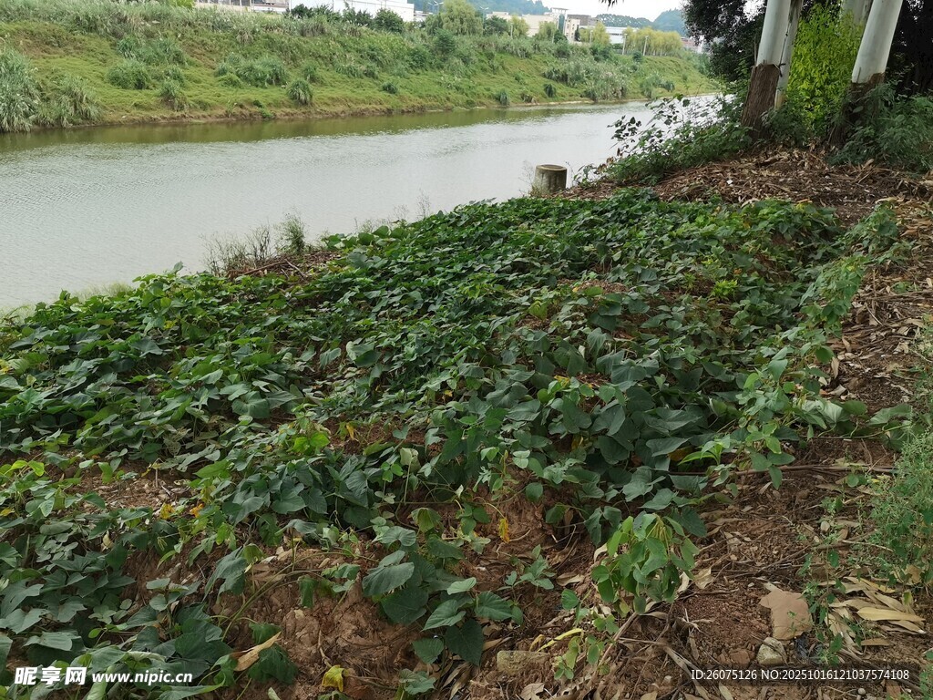 河边繁茂绿植景观
