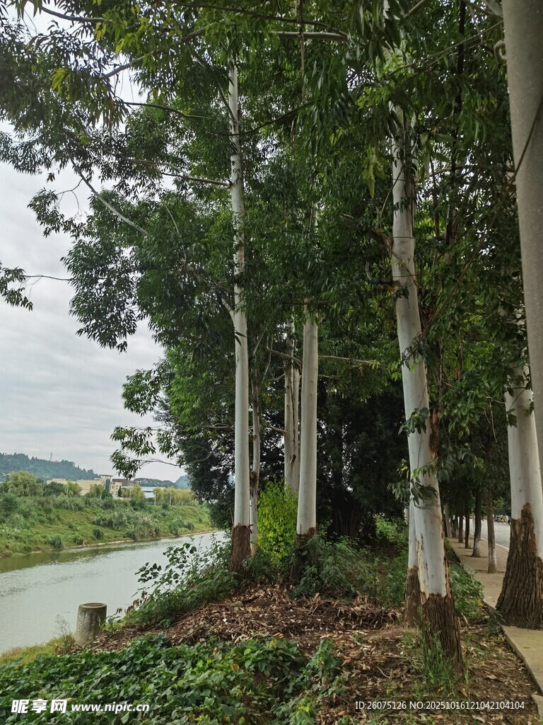河畔林荫道静谧自然景致