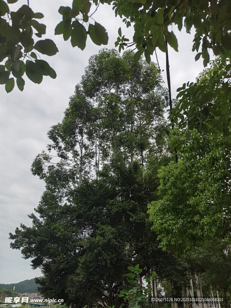 绿树成荫的户外景象
