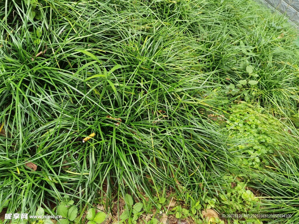 翠绿繁茂的草丛景观