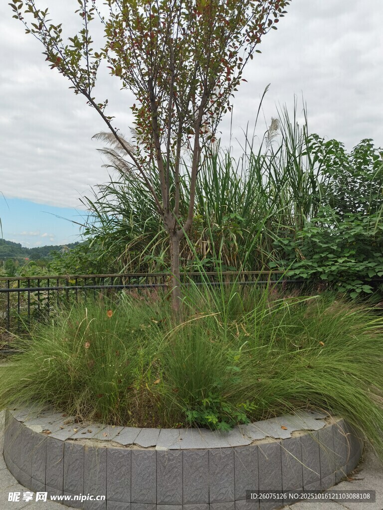 圆形花坛中的绿植景观