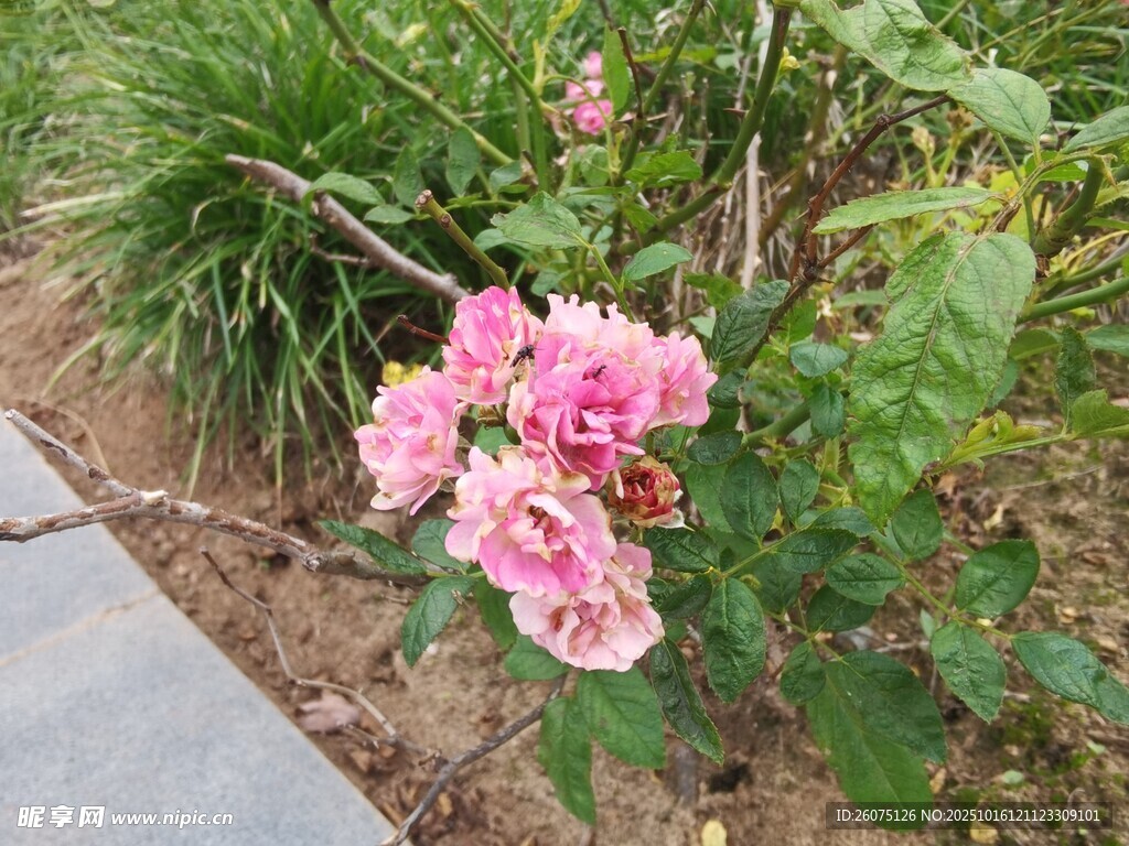 路边绽放的娇艳粉色花朵
