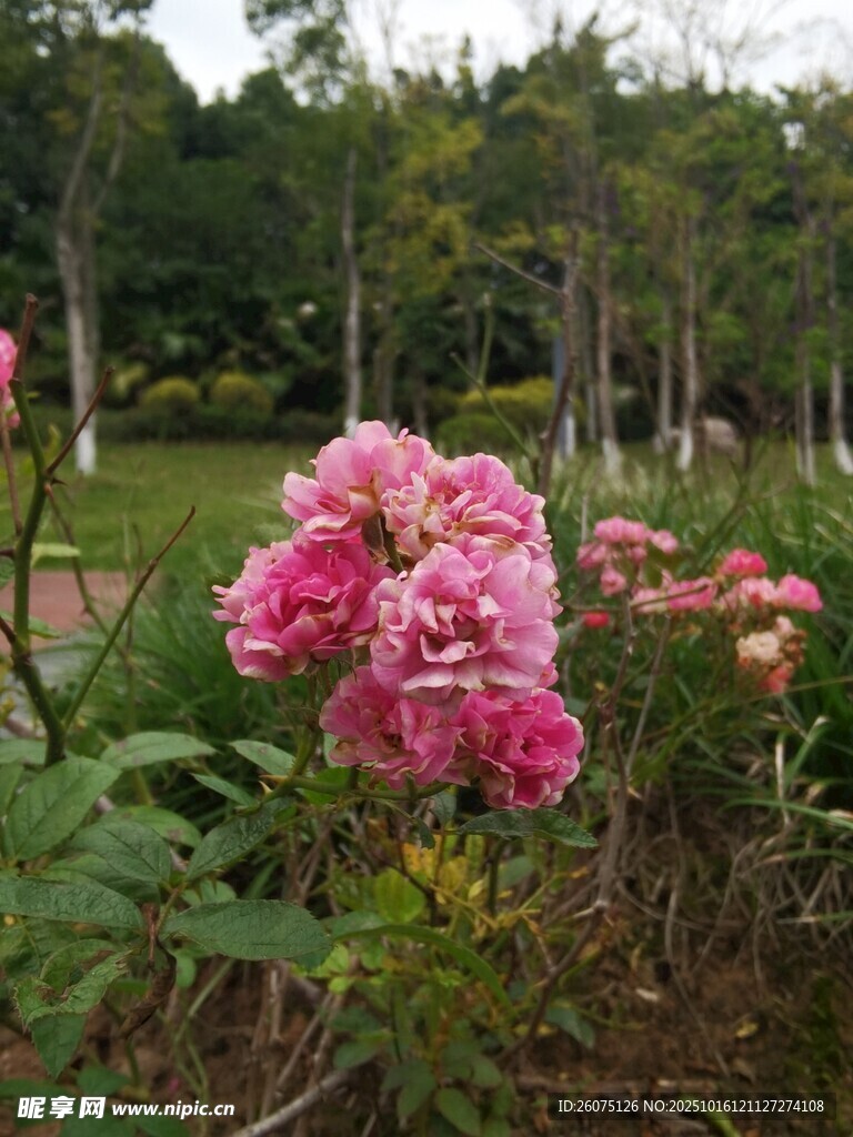 公园中盛开的粉色美丽花朵