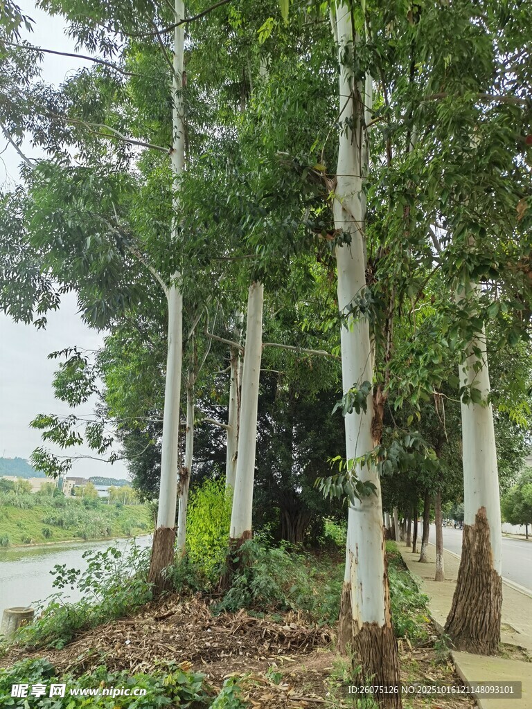 河畔挺拔桉树林景观