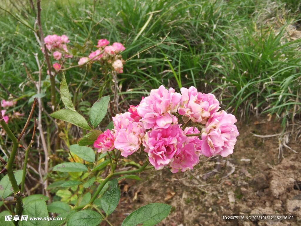 粉色娇艳月季花绽放