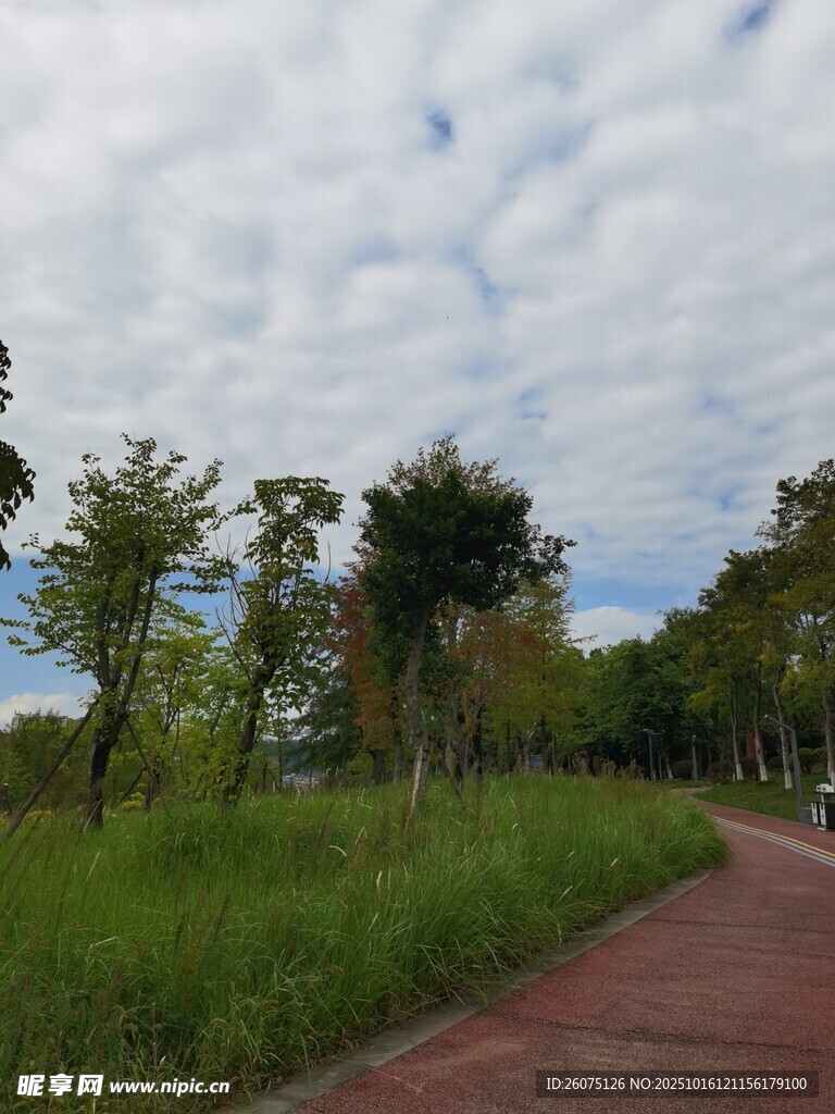 郊外小径旁的葱郁绿植