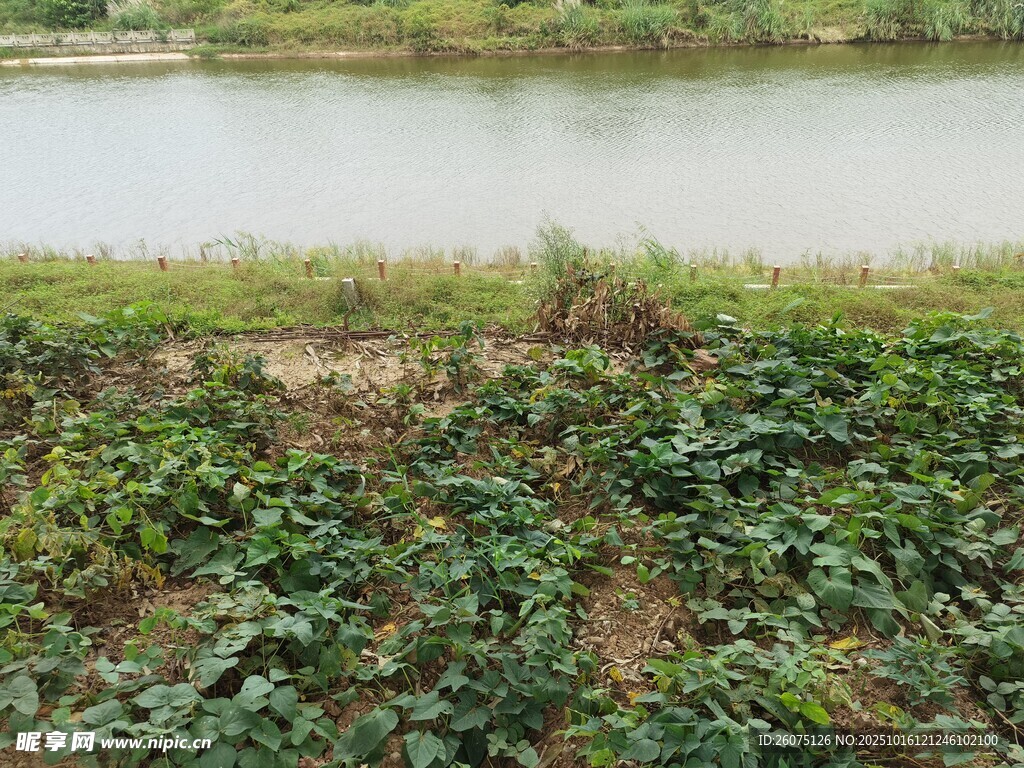 湖畔绿植景观