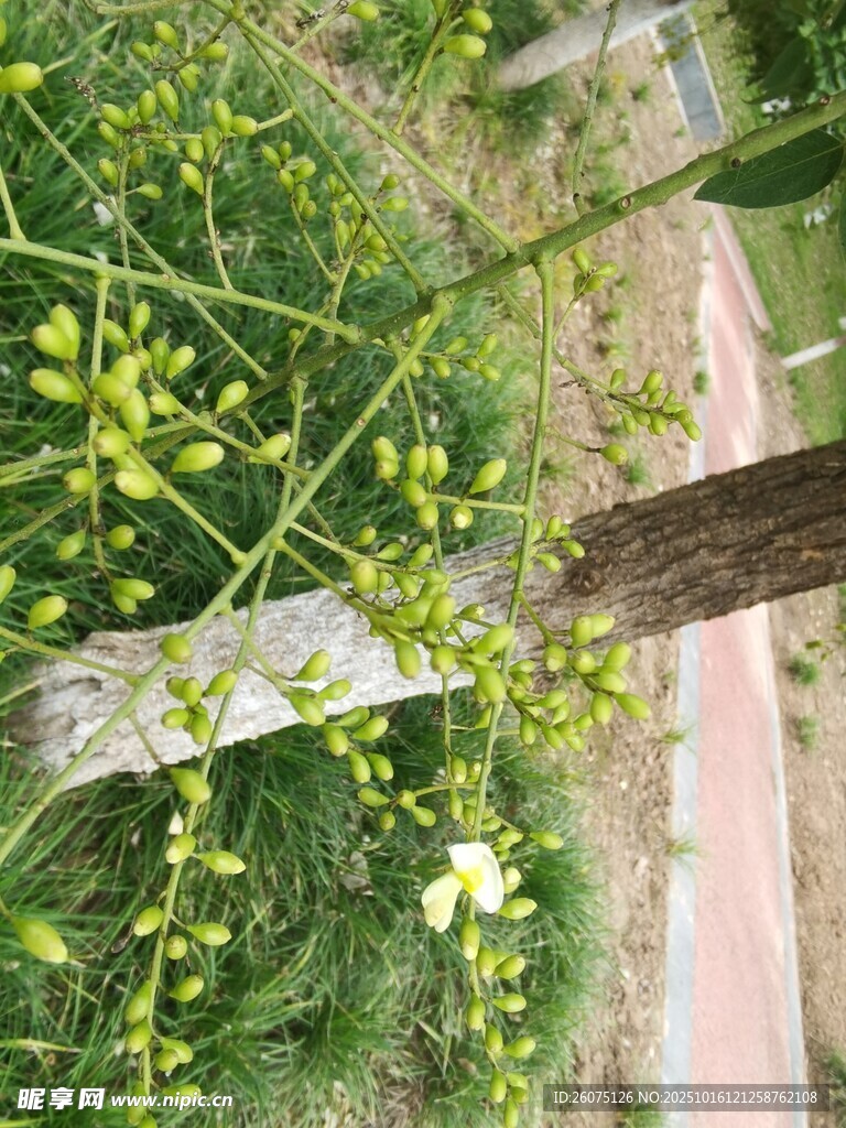 藤蔓缠绕树干的绿意景象