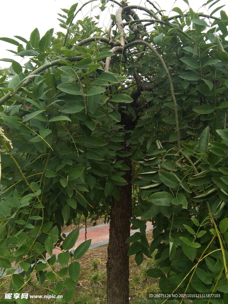 树上挂着饱满的绿色果实