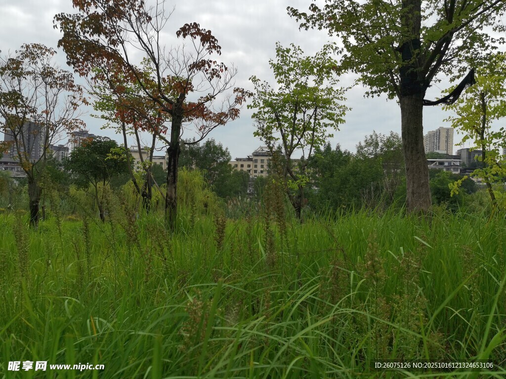 野外草地与树木景观