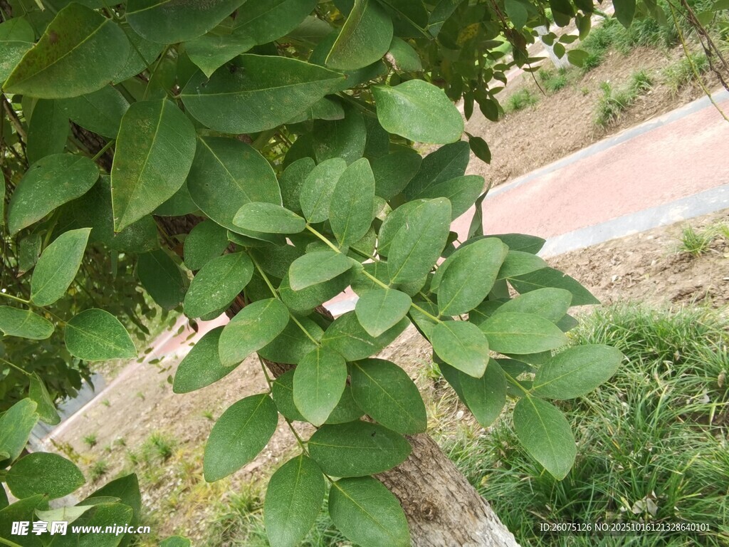 绿叶繁茂的植物景象