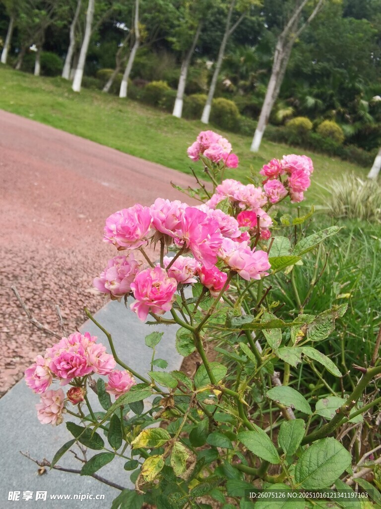 路边绽放的粉色娇艳花朵