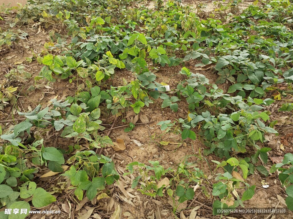 农田中的绿色植物