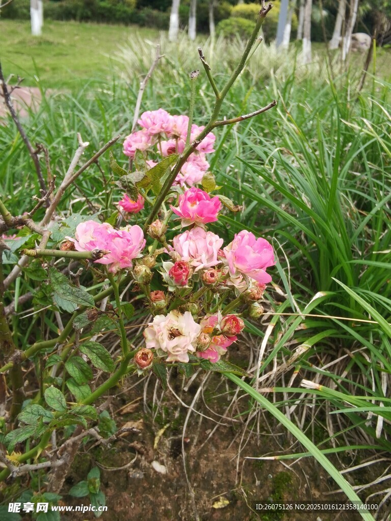粉色小花绽放于草丛中