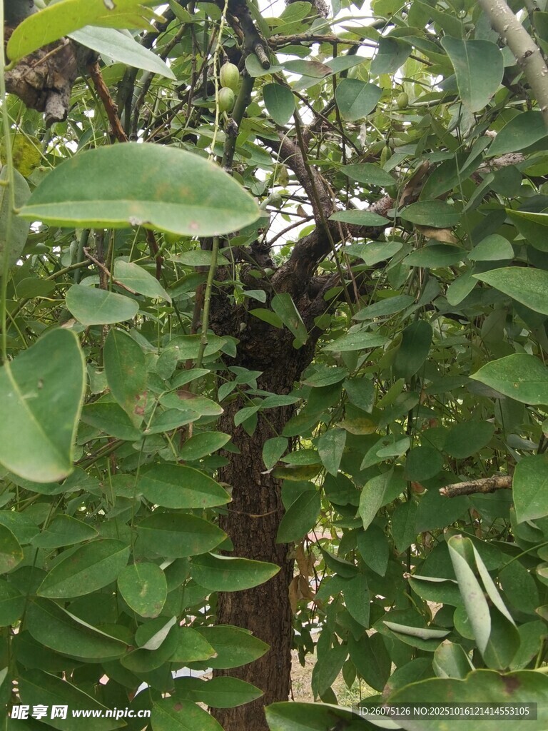 绿叶繁茂的树木景象