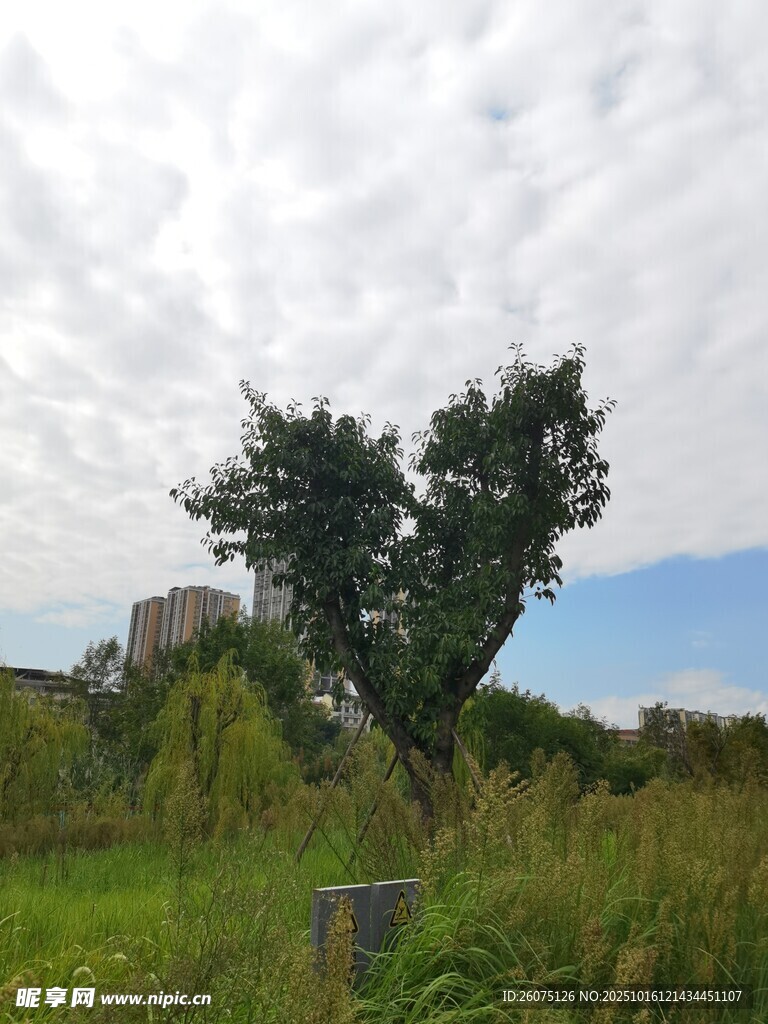 心形树冠的独特树木