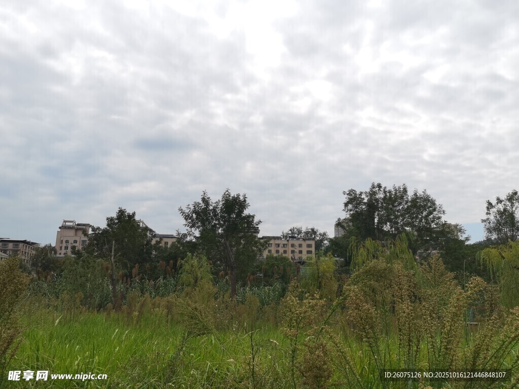 郊外草地与树木景观