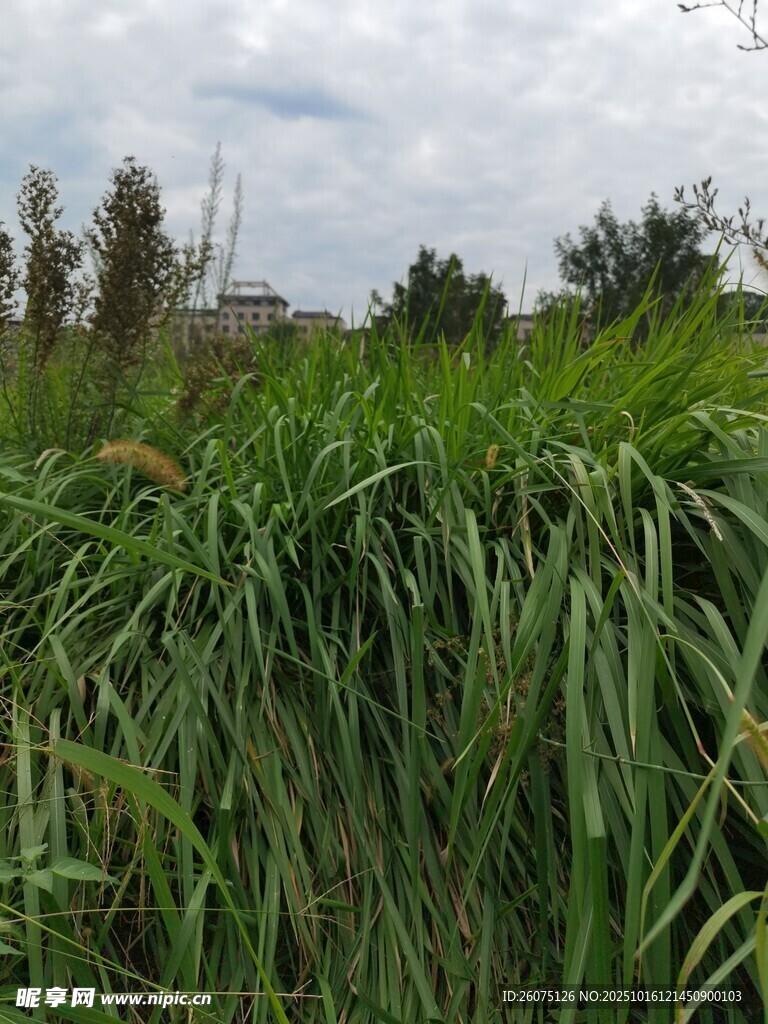 野外茂盛的绿色芦苇丛