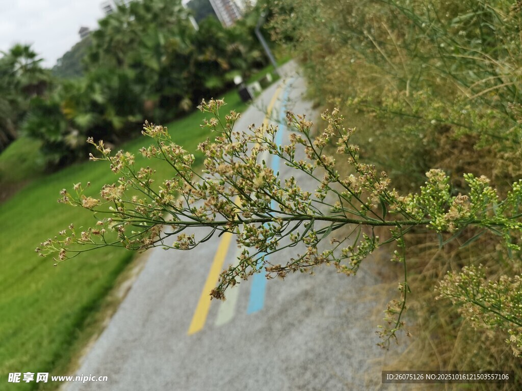 蜿蜒小路旁的繁茂绿植