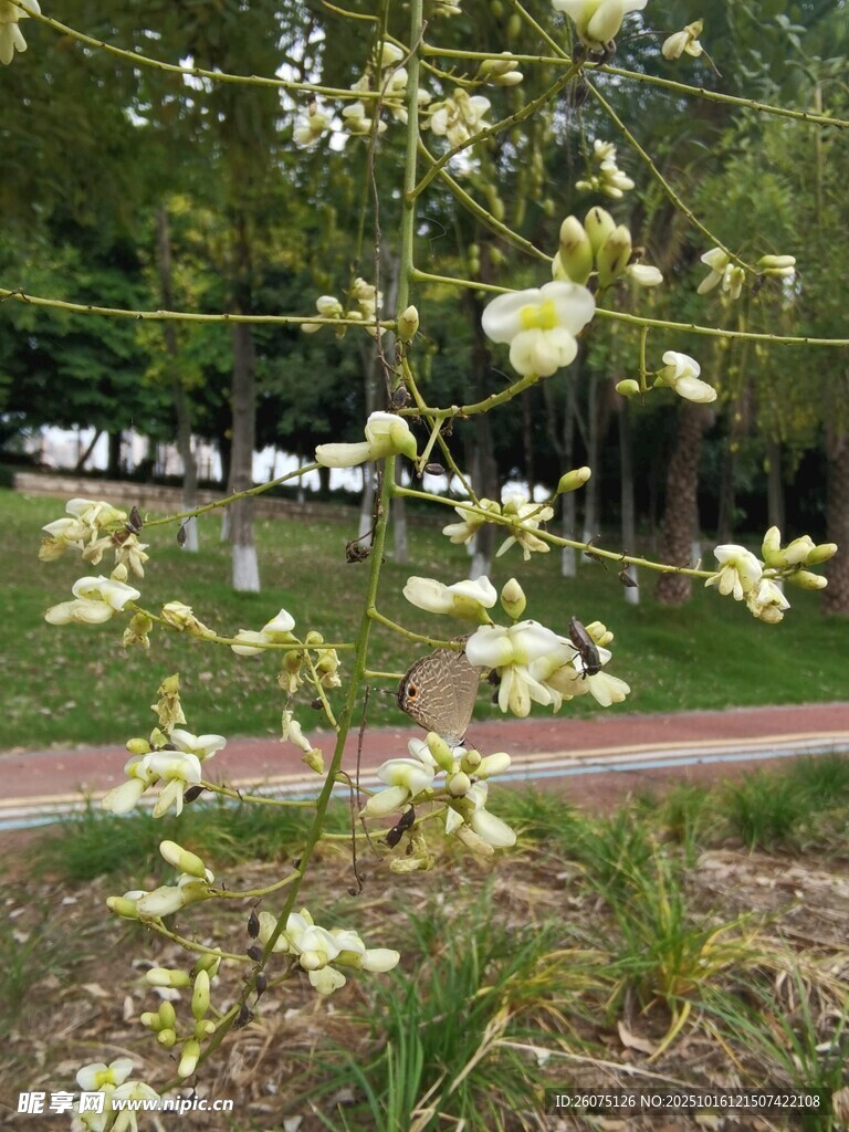 路边绽放的白色小花