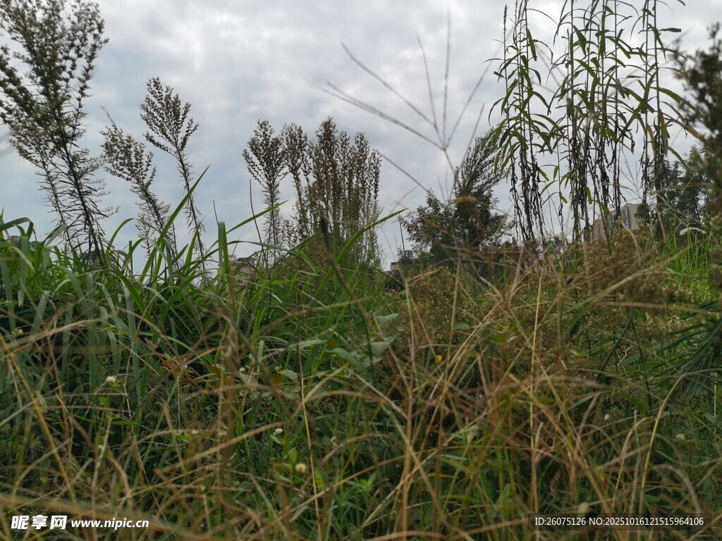野外繁茂的杂草景象