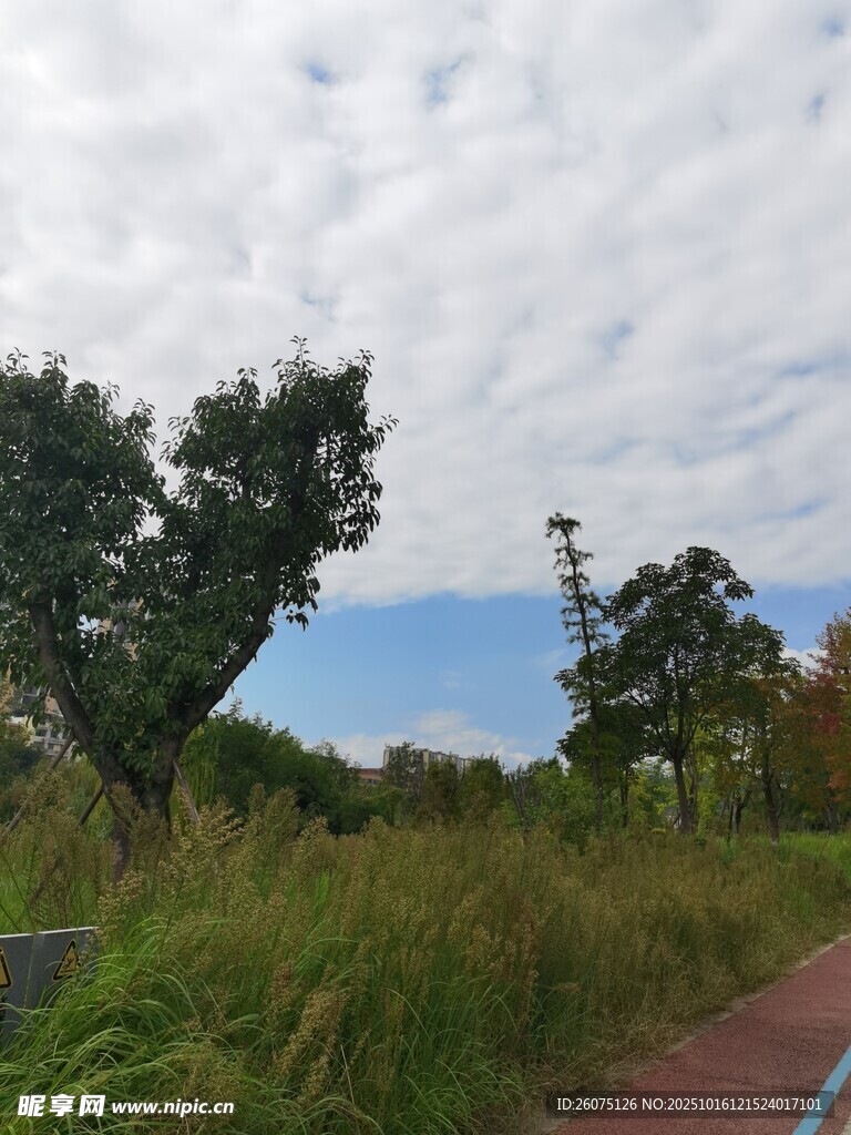 户外自然风景中的绿植小路